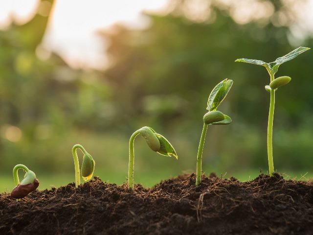 The seedling (showing five of them) are growing from the rich soil in the morning sunlight. 