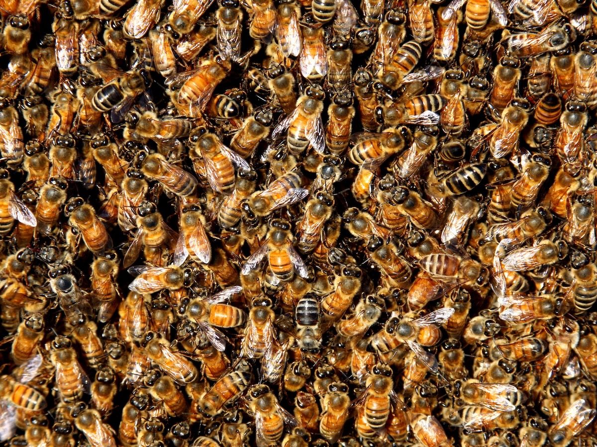 swarm of bees