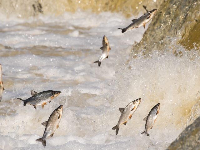 Salmon jumping upstream in Venta River. Kuldiga, Latvia.