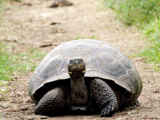 tortoise walking on a dirt path