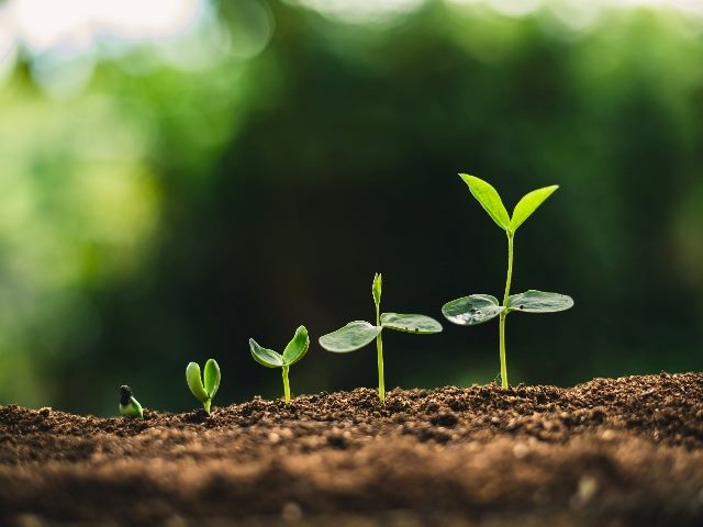  Plant seeds are germinating and turning into nice plants that are growing on good quality soils in nature.