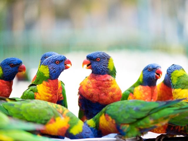  Group of lorikeets chatting together.