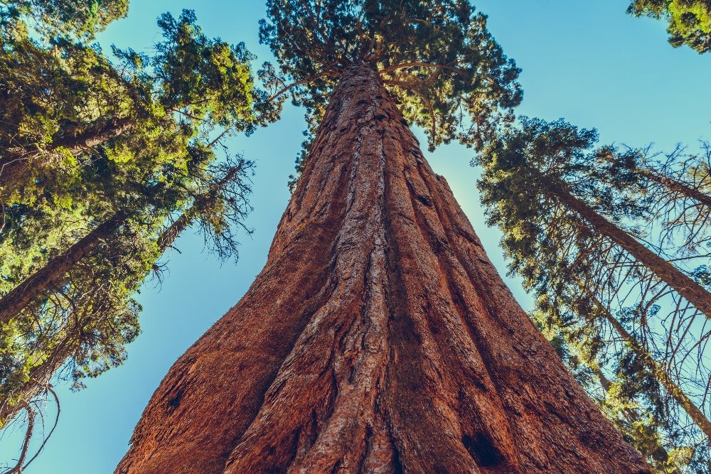 Angled shot from the bottom of giant redwood pine sequoia trees shooting up into the air with one giant tree shooting up to the sky in the middle in Sequoia National Park, California.
