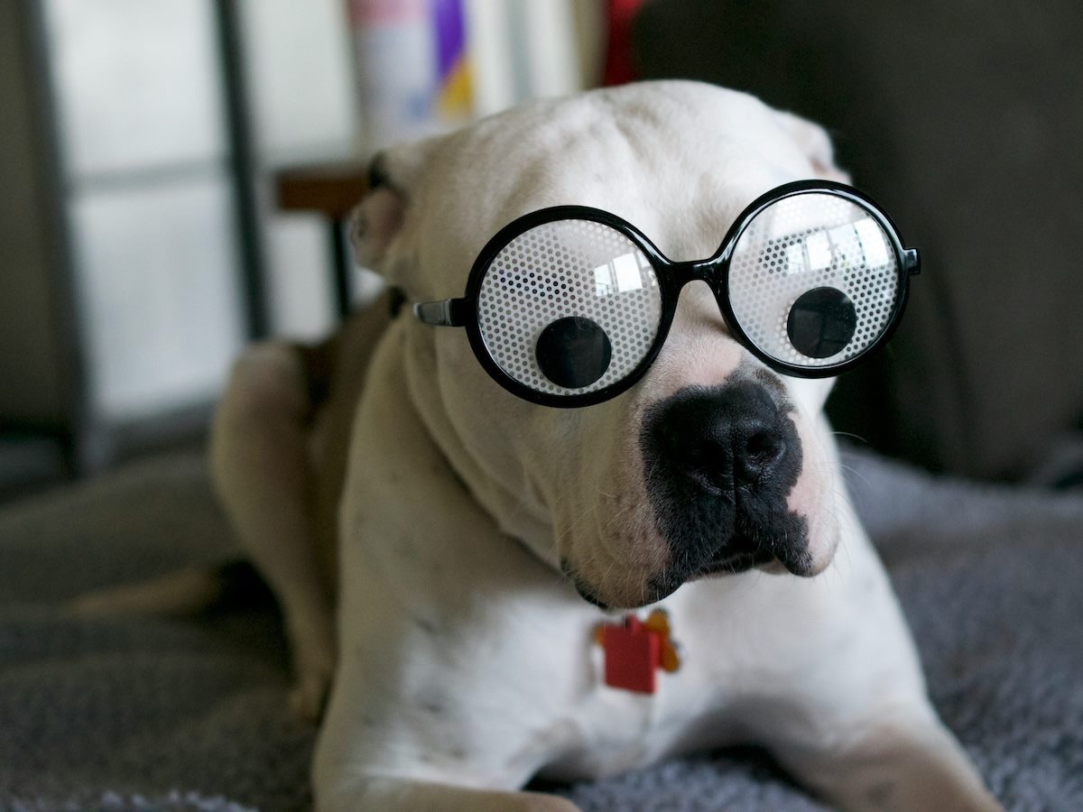 dog wearing googly eyed glasses. what does it have to do with the article? I don't know. but it's cute