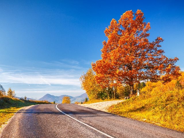  An empty road through an autumn country at a sunny day.