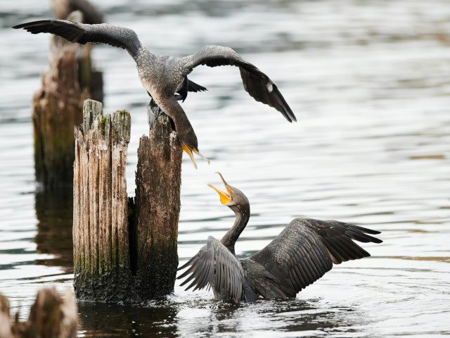 Two cormornant birds communicate each other in the water.