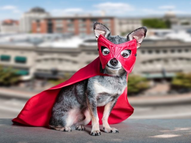 A cute cute chihuahua sitting on a bench in a super hero costume outside with buildings in the background, suggesting the need to deal with the problems of deepfakes in business. 