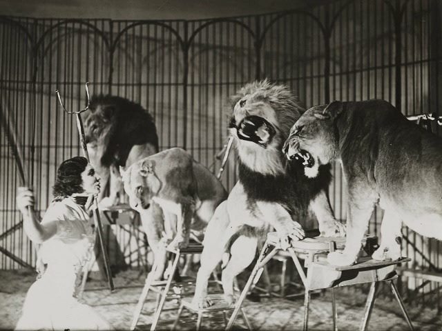 A lion tamer working with several lions - black and white