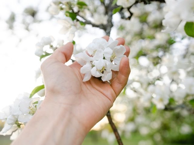 Human hand touching flowers blooming