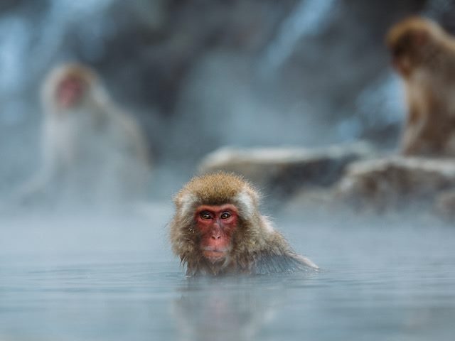 Japanese Macaque monkey submerged in  a hot spring, staring directly at the  camera