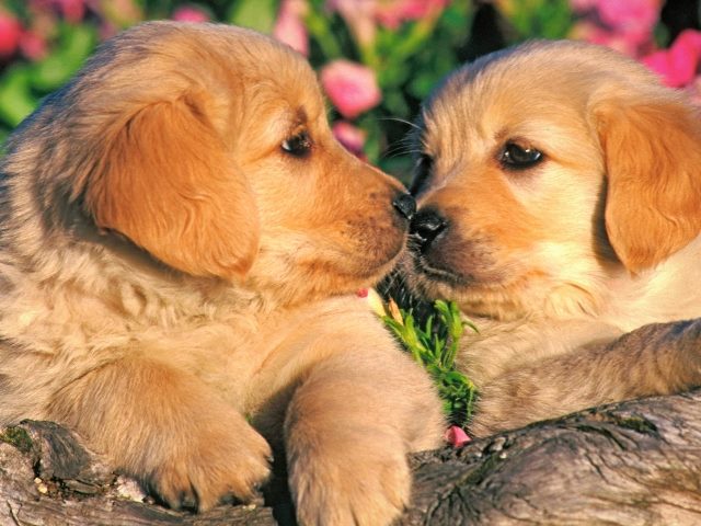 Two golden retriever puppies looking at each other with pink flowers in the background suggesting the need for communication about AI in customer experience. 