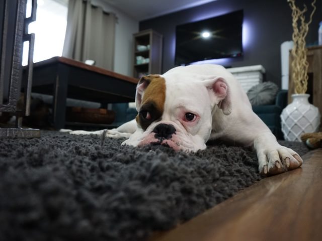White and Tan English Bulldog Lying on Black Rug