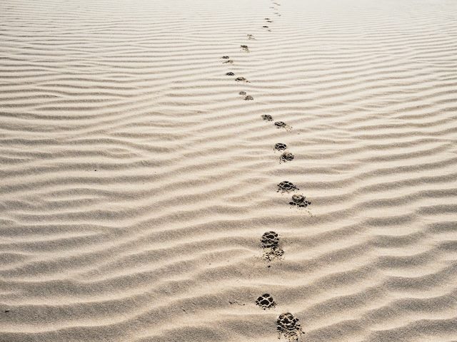 a line of dog paw prints in the sand