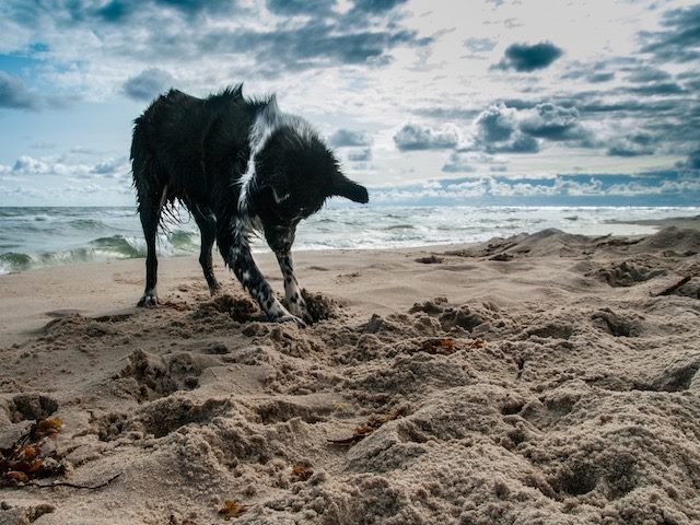 dog digging in the sand