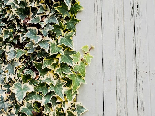 wood fence with ivy