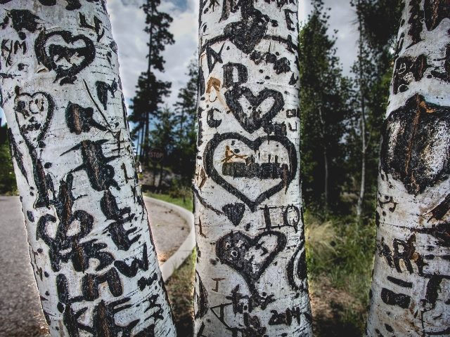 Hearts and initials carved into the white bark of Birch tree trunks. The carvings are blackened and are on three separate trunks growing beside a road with a cul de sac and very tall pine trees and blue skies in the background. 