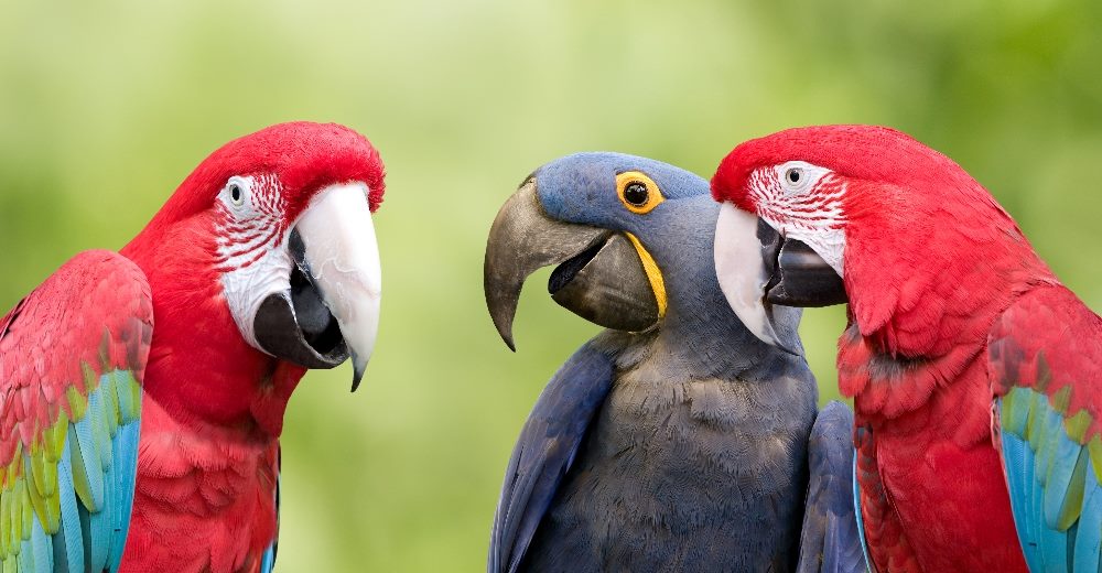 Three brightly colored parrots are engaged in what appears to be a lively conversation. Two red parrots with green and blue feathers are positioned on either side of a blue and yellow parrot. The background is a blurred green, suggesting an outdoor, natural setting. The image captures a sense of communication and interaction among the birds in piece about AI in ecommerce and conversational commerce.