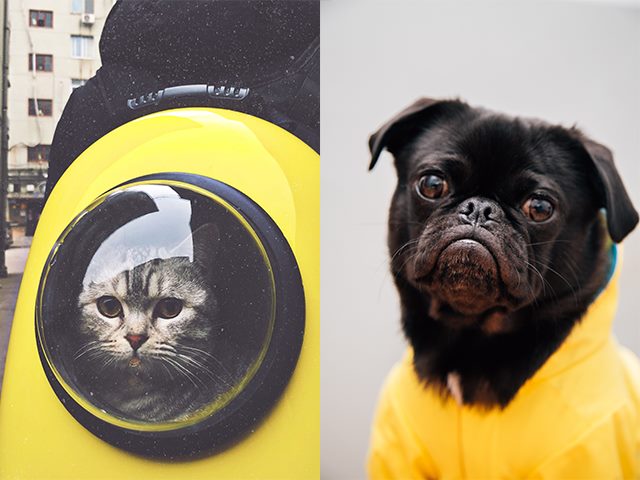 an image of a cat next to an image of a dog. can AI tell them apart?