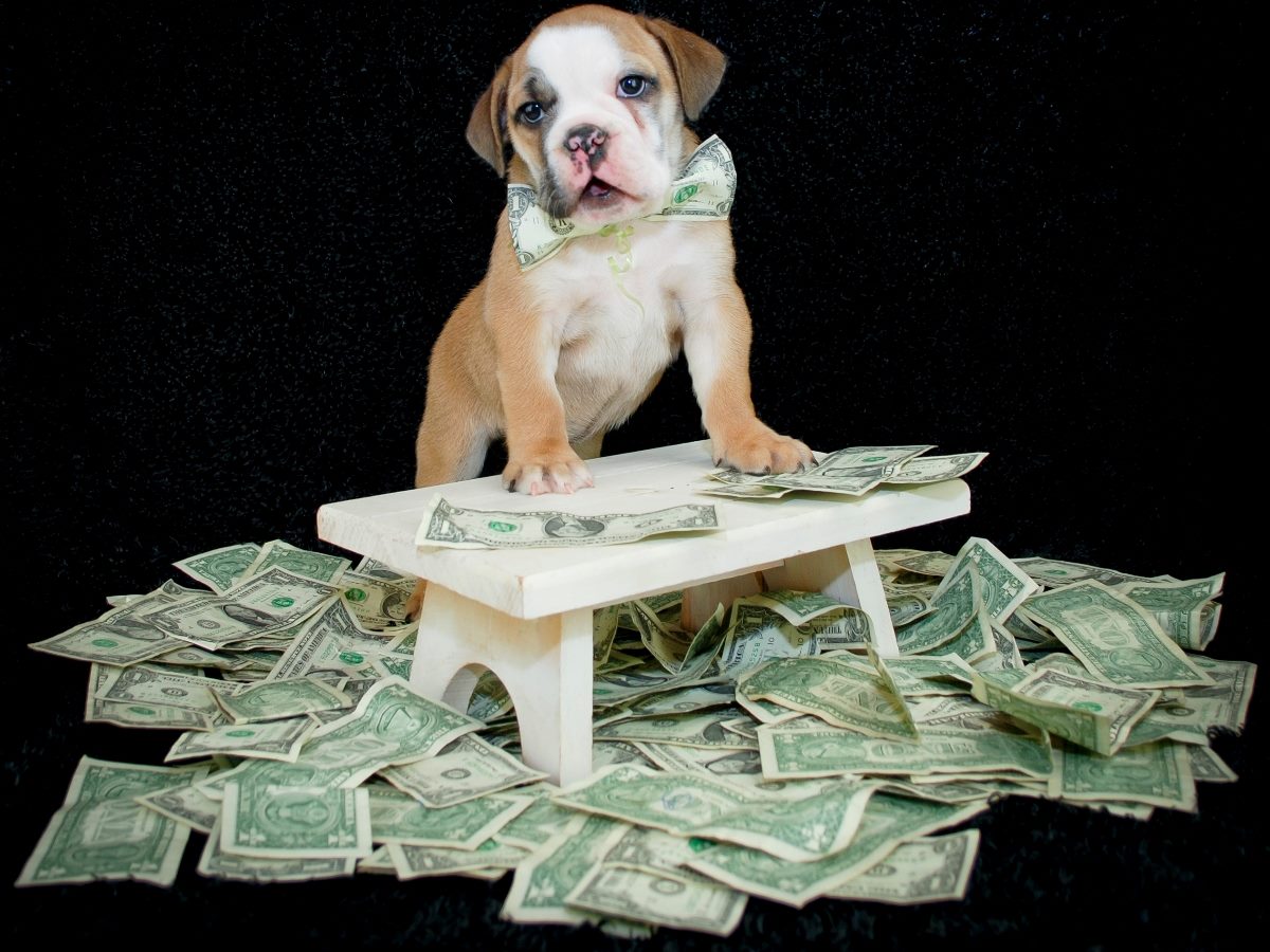 A small brown and white puppy wearing a bow tie made of dollar bills stands on a small wooden bench surrounded by scattered one-dollar bills on the floor.