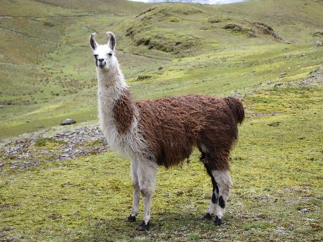  Llama on a field.