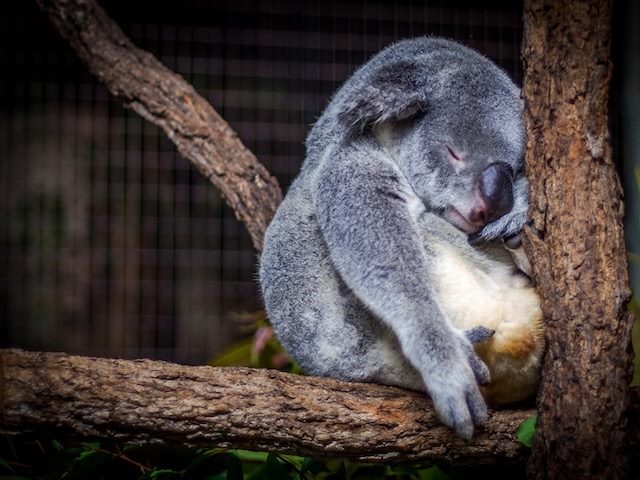 koala bear sleeping in a tree