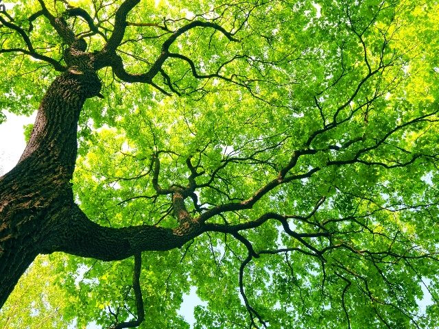 A mighty tre with sparkling green leaves shoots into the sky with the sunlight highlighting the different paths of the dark trunk, suggesting the growth of the role of chief design officer in the business world. 