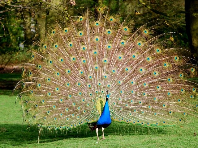 A blue and green peacock preens it's beautiful feathers while standing in the green grass and with trees in the background. 