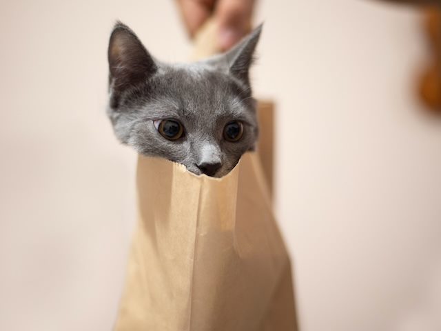 cat out of the bag