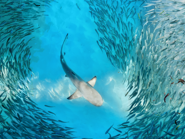 A shark in the middle of a fish swarm, swallowing smaller fish