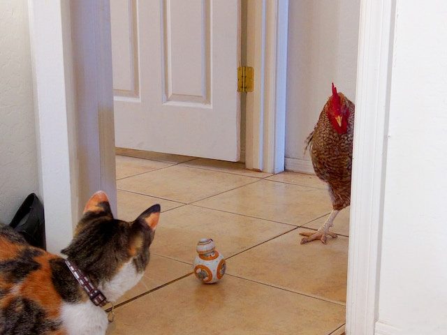 rooster and cat stand-off over a toy