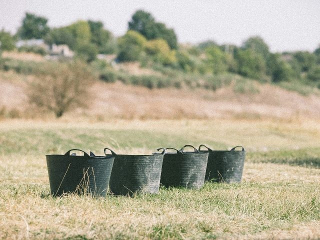 Four buckets aligned in a grassy field.