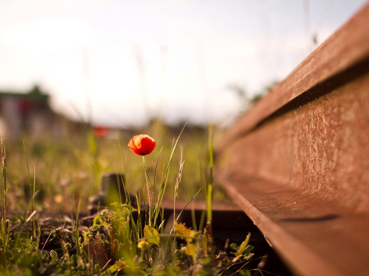 Red flower growing.
