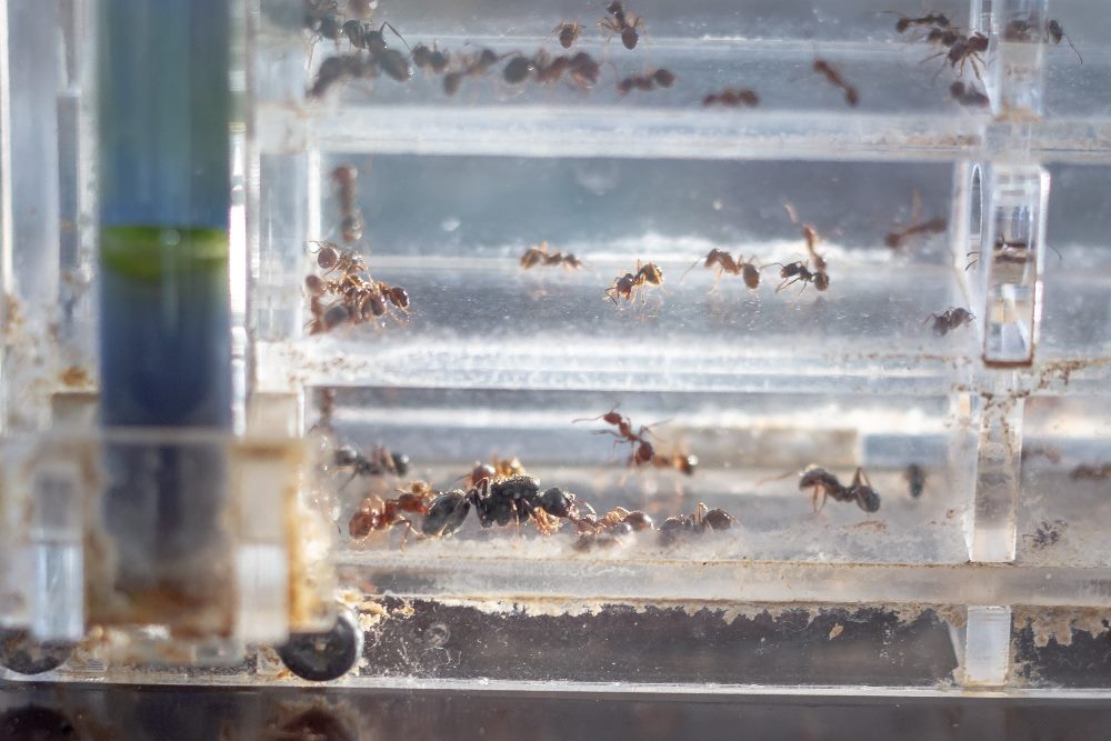 A transparent ant farm bustling with numerous ants navigating through structured pathways and chambers. This scene symbolizes the organizational efficiency and teamwork that AI in the workplace brings to modern business environments.