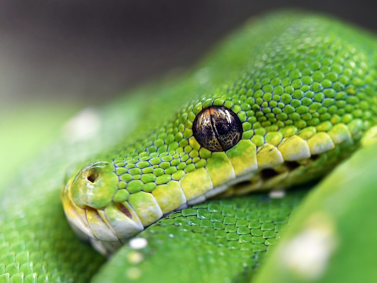 green snake curled up on itself