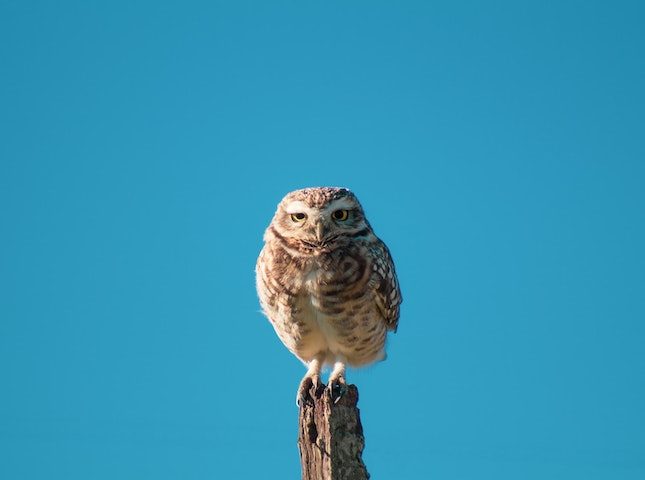 Owl perched on wooden stake against clear blue background