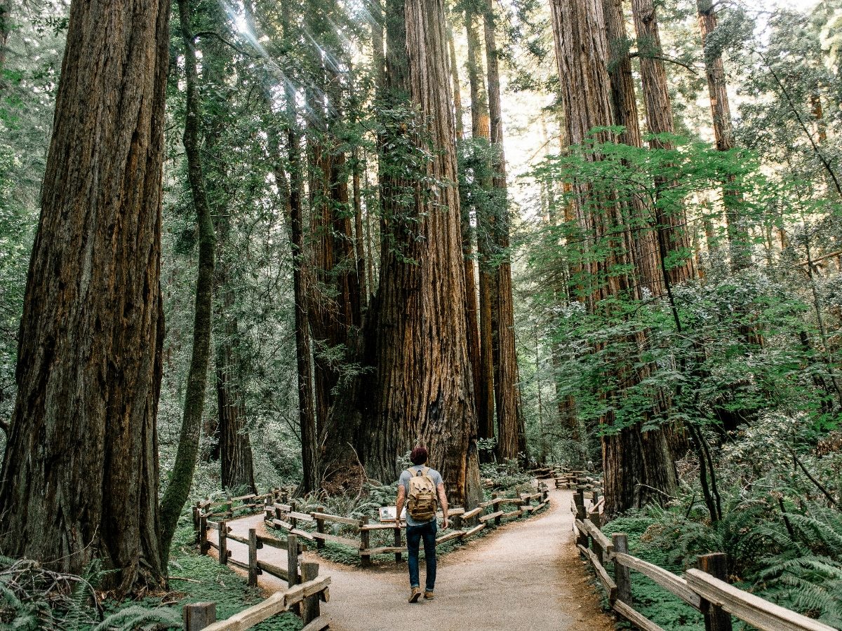 A man looking at a choice of paths in a forest.