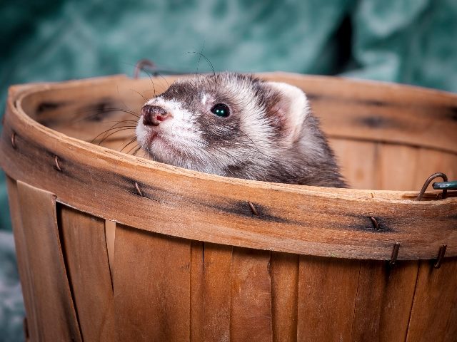 A cute ferret peeks out from a wooden basket with a blue cloth in the background in piece about Apple's Ferret and it' potential impact on customer experience AI. 