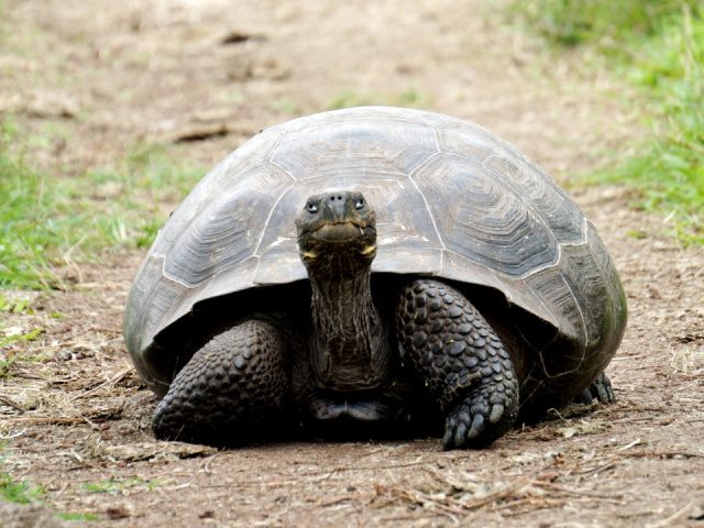 giant tortoise blocking a path on Galapagos Island