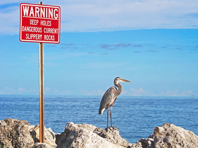 heron standing on the rocks next to a warning sign