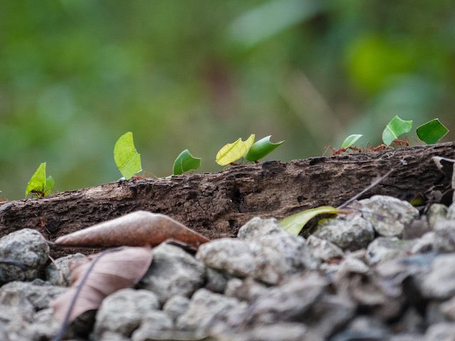 ants on a log moving leaves together