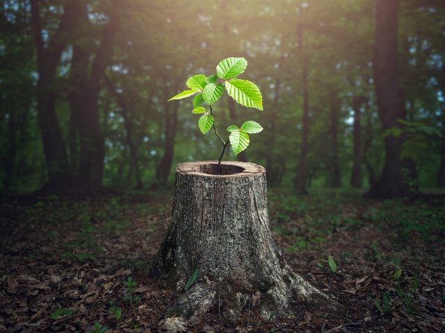A young tree with bright green trifoliate leaves grows out of the middle of an old stump with a forest in the background.