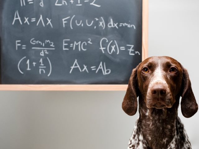 Dog in front of a chalkboard that has math equations written on it.