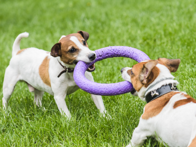 Two dogs playing tug-of-war