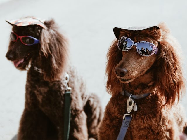 two standard poodles wearing sunglasses