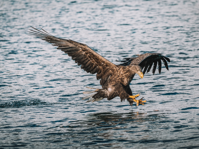 A bird opens its talons as it descends into water.