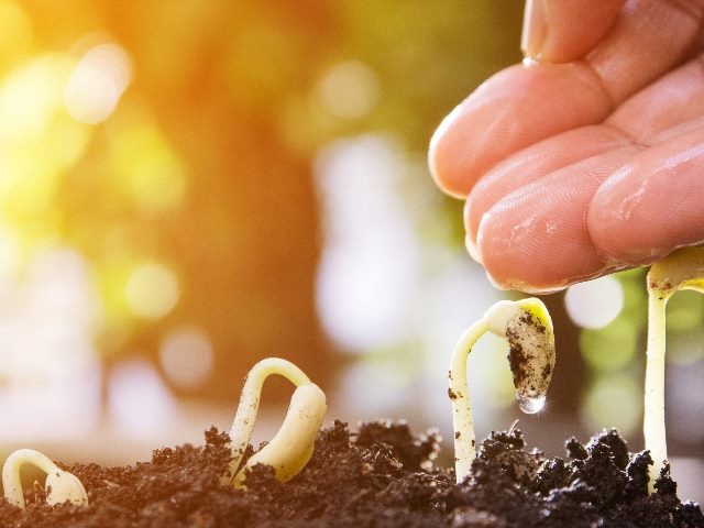 New seedlings emerge from soil with part of human hand hovering in upper right corner