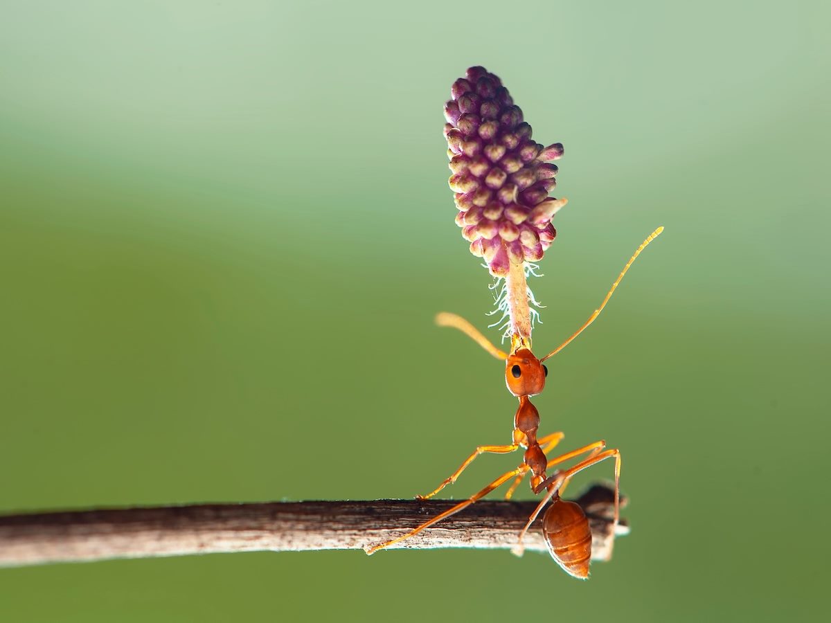 ant lifting a flower