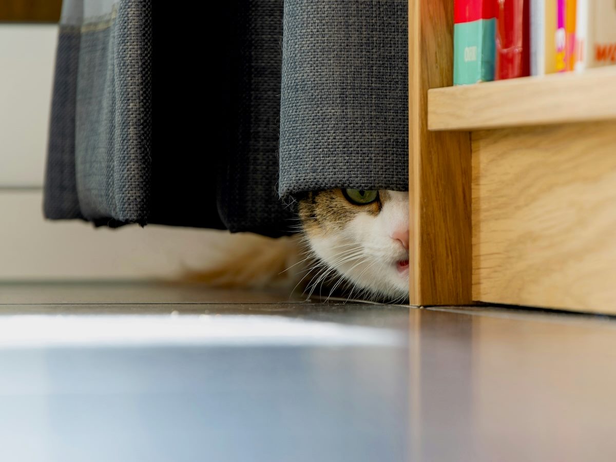 cat hiding underneath a curtain