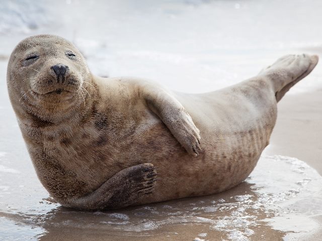 Baby seal laying down on beach and smirking.