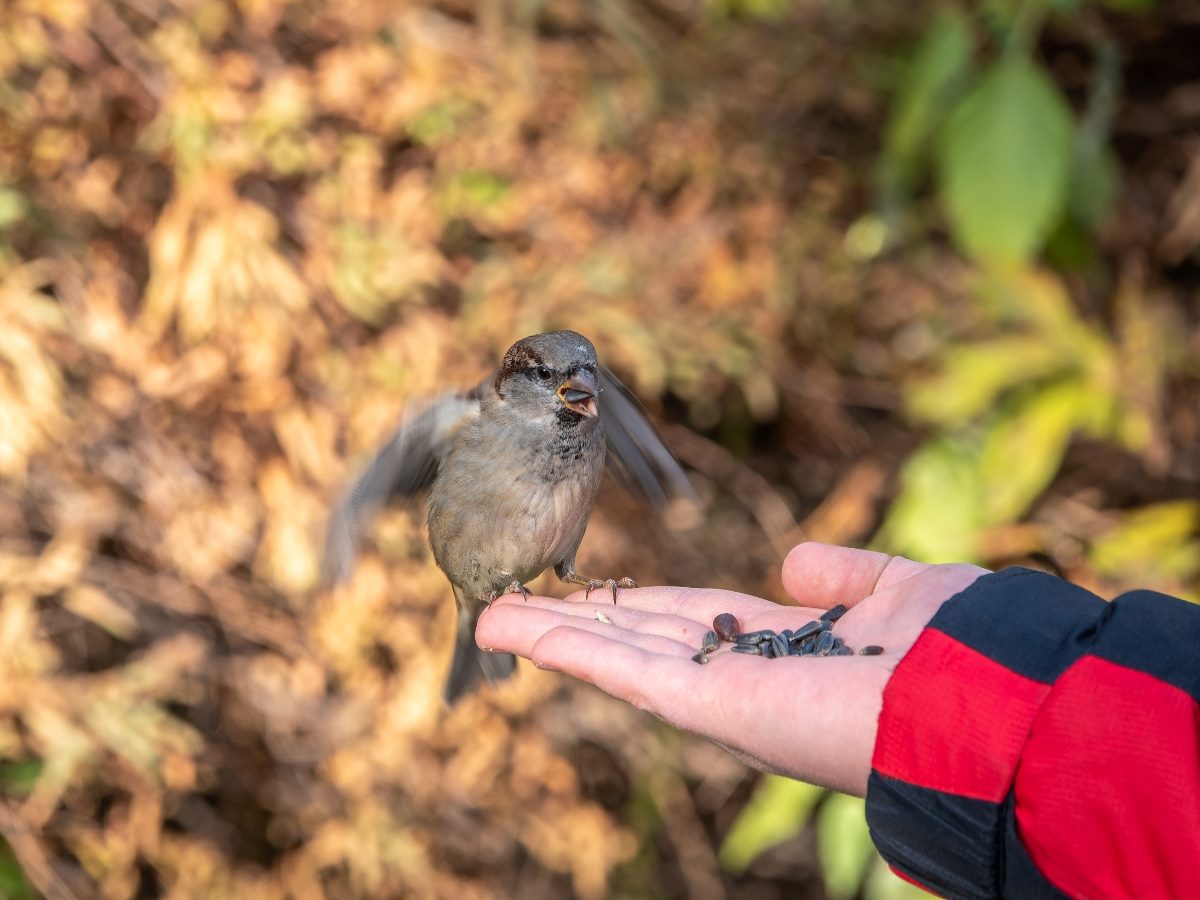 Sparrow eats seeds from a man's hand.